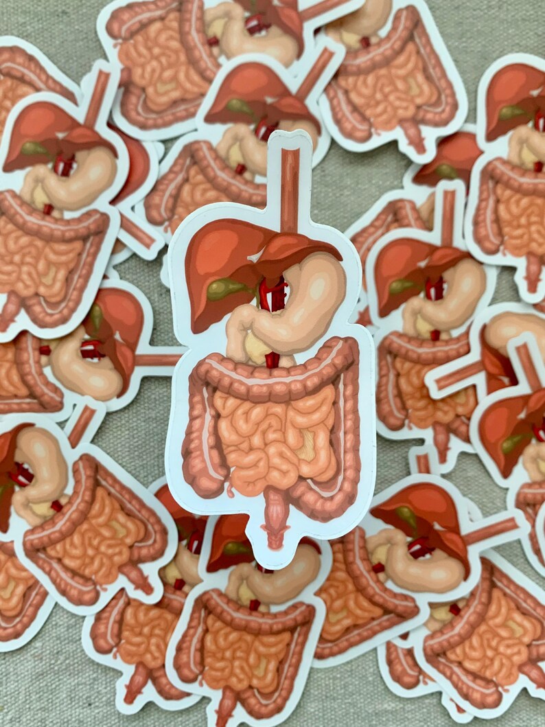 Digestive System Sticker | Waterproof Sticker | Anatomy Sticker ...