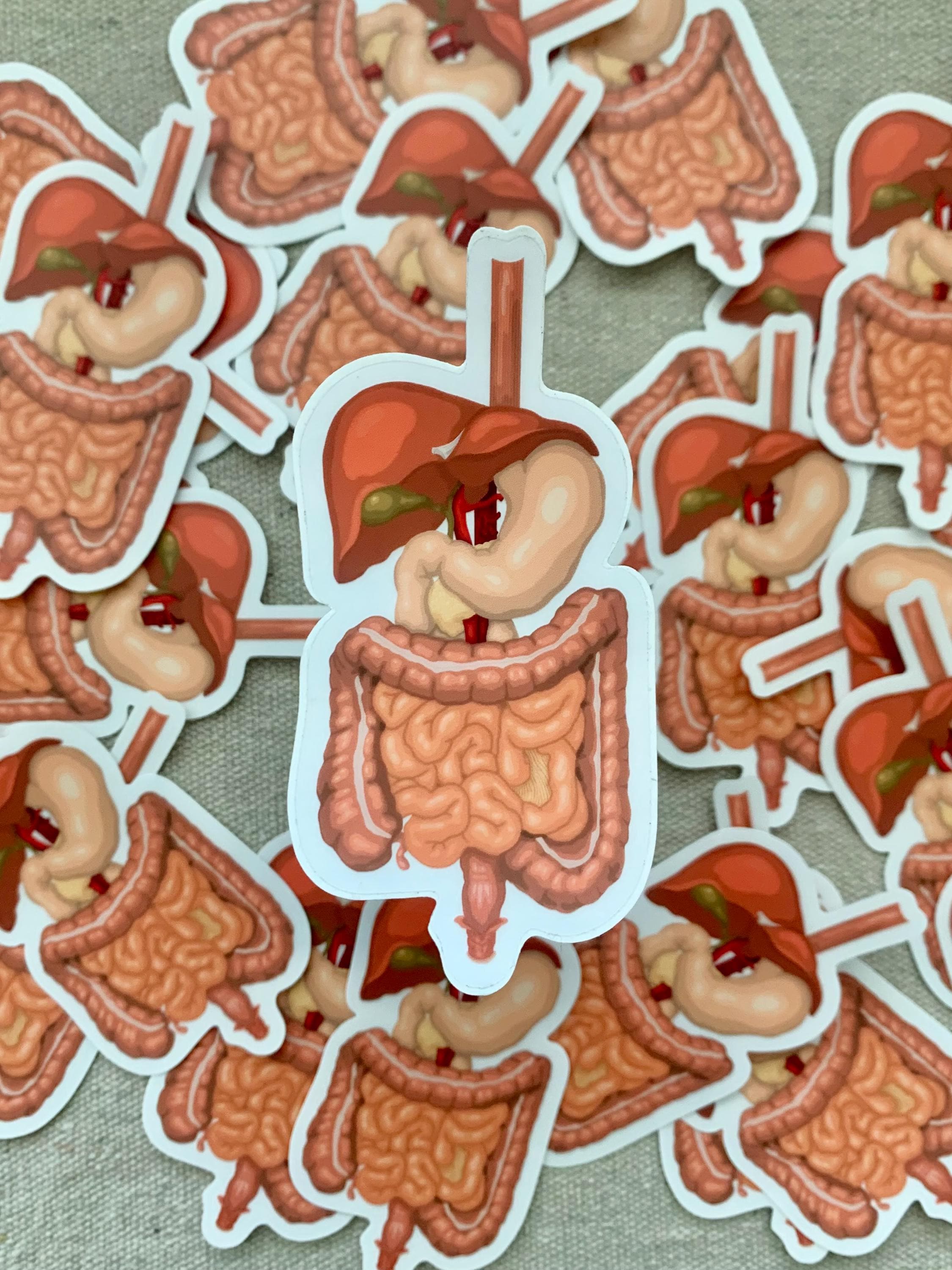 Digestive System Sticker | Waterproof Sticker | Anatomy Sticker ...