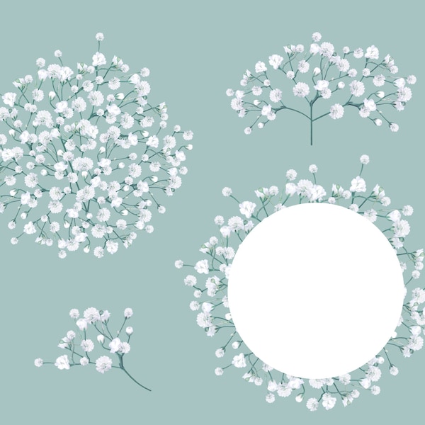 Baby's breath, Gypsophila, Floral clipart, PNG. Commercial license.