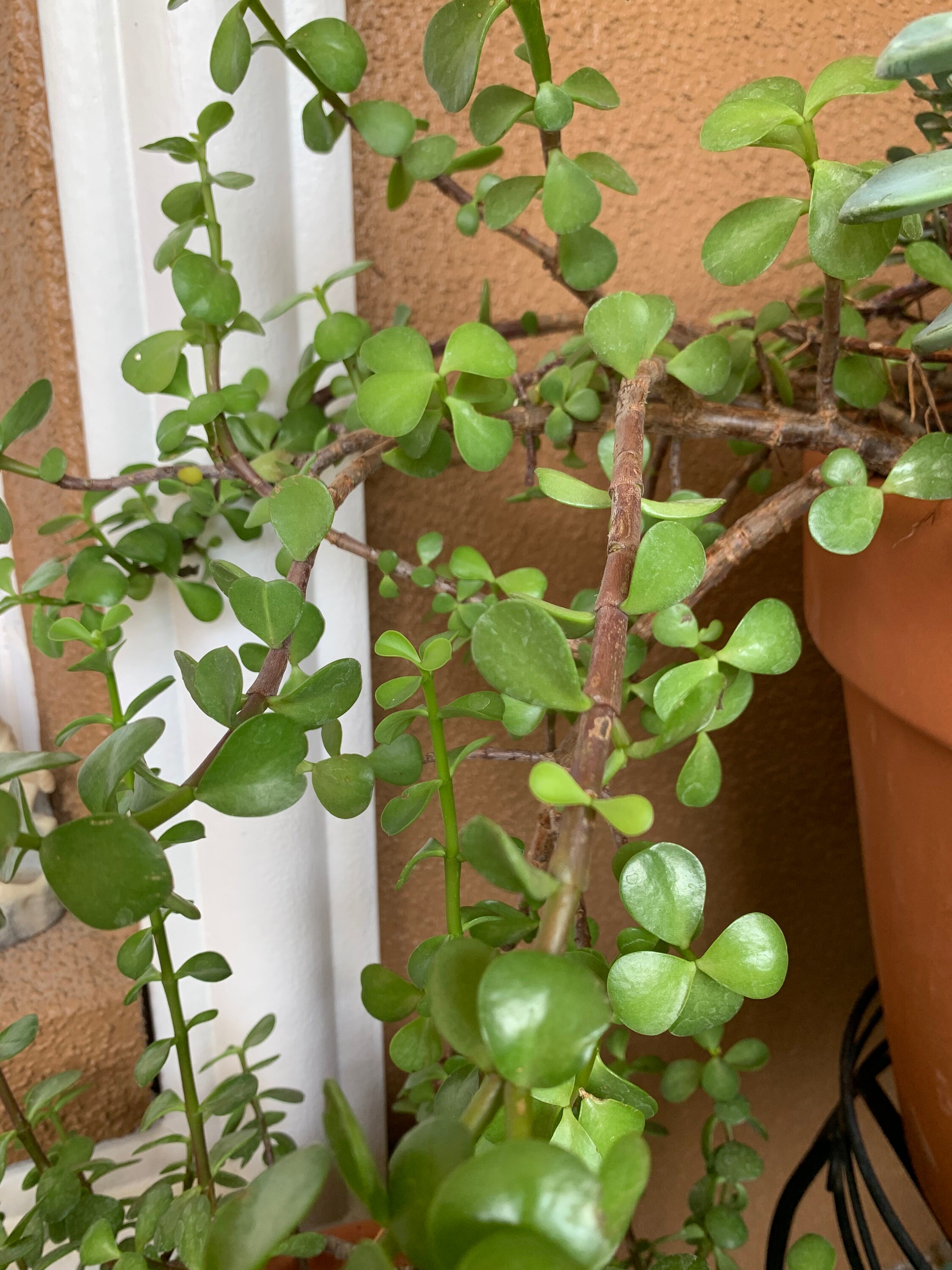 Dwarf jade plant propagation information
