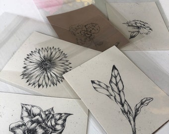 Botanical drawings (prints) !