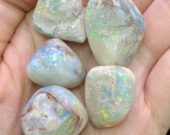 Coquilles fossiles opalisées pour la sélection, Coquilles de gemmes d’opale australiennes, fossiles et minéraux, Collection