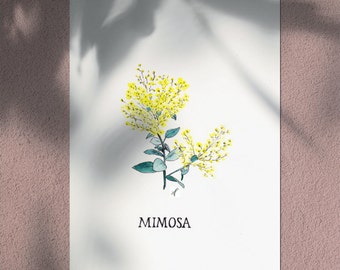 Mimosa - nature flower decoration - vintage handmade naturalist botanical illustration - limited edition - Seeds of Art ideas