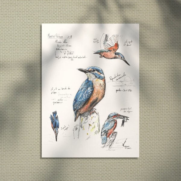 Martin Pêcheur croquis - décoration nature oiseau - Illustration animale naturaliste vintage fait main - tirage limité - Graines d'idées Art