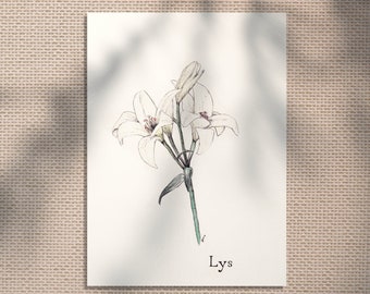 Lily - nature flower decoration - vintage handmade naturalist botanical illustration - limited edition - Seeds of Art ideas