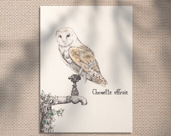 Barn Owl - nature bird decoration - vintage handmade naturalist animal illustration - limited edition - Seeds of Art ideas