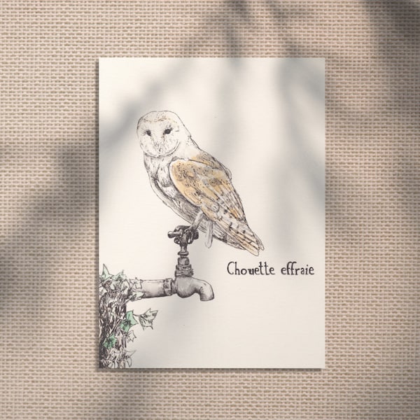 Chouette Effraie  -  décoration nature oiseau - Illustration animale naturaliste vintage fait main - tirage limité - Graines d'idées Art