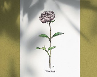 Peony - nature flower decoration - vintage handmade naturalist botanical illustration - limited edition - Seeds of Art ideas
