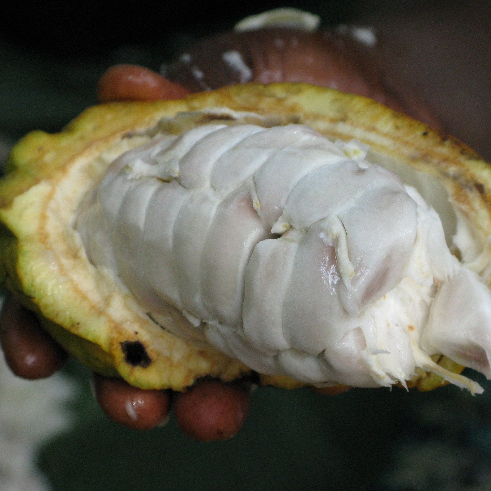 Fresh Cocoa Planting Seeds Cacao Seeds Theobroma Etsy 