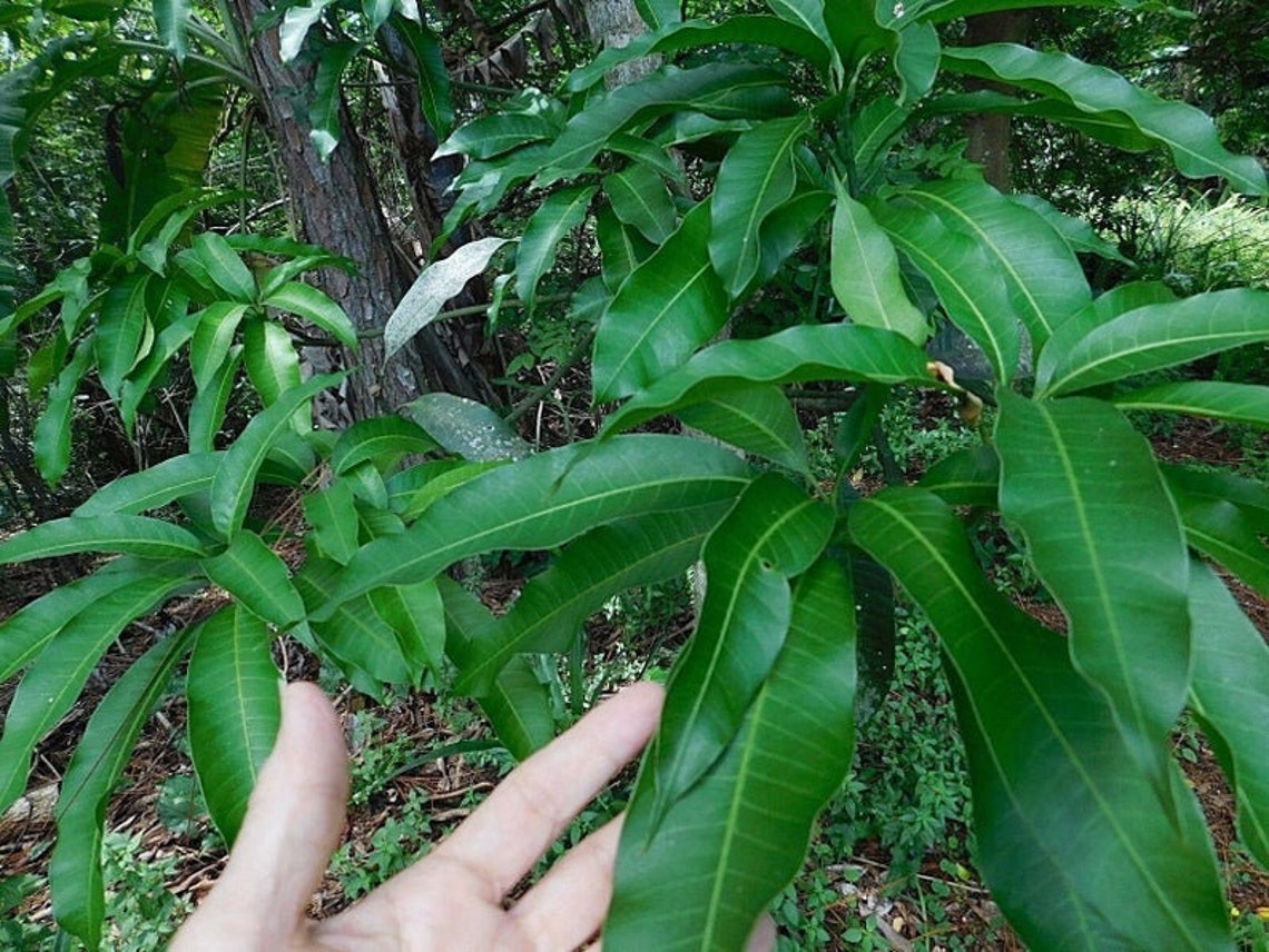 30 Fresh Dried Mango leaves 100 ORGANIC Medicine Natural Etsy