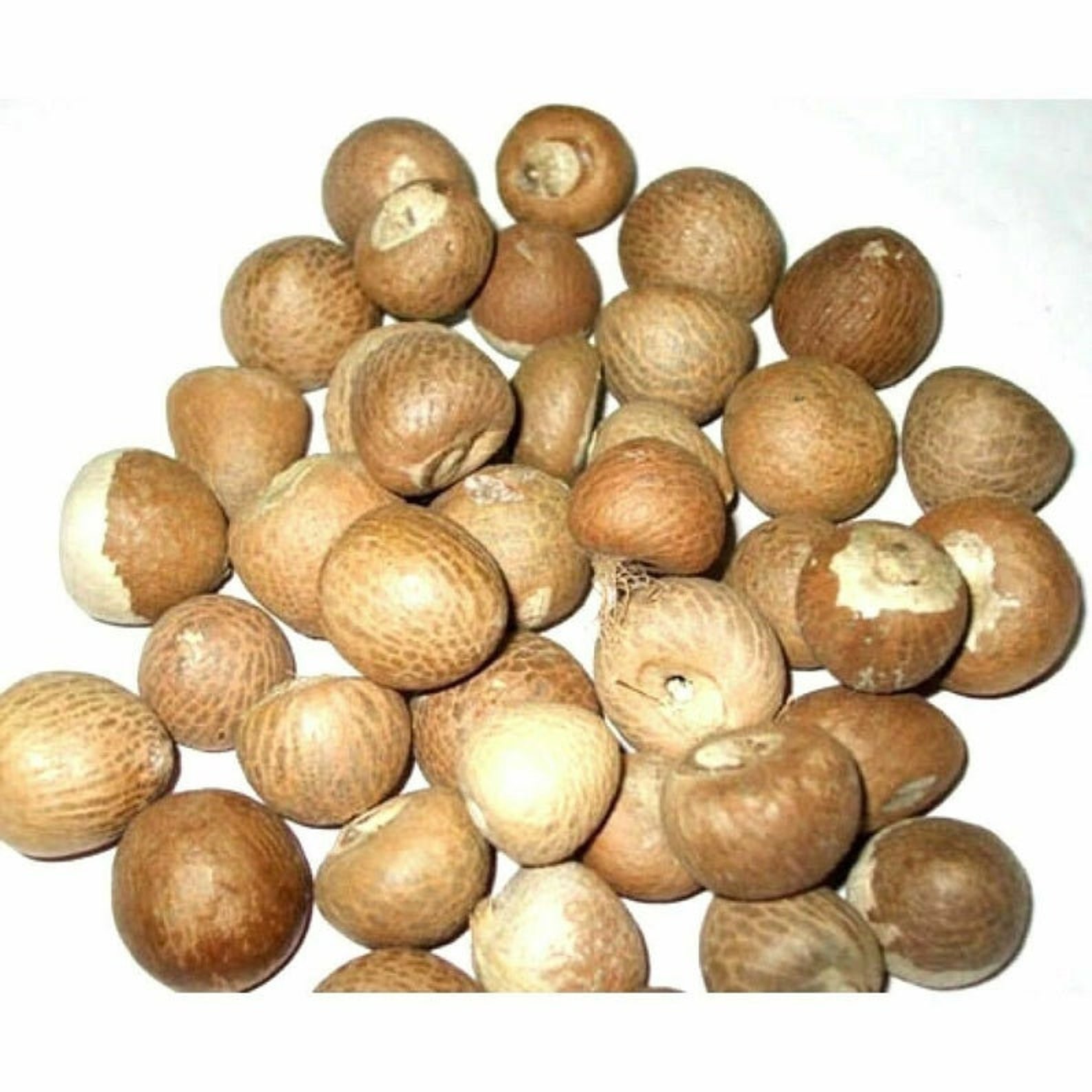 Betel Nuts whole Organic Dried Areca Nut Betel Nut Supari Free Etsy