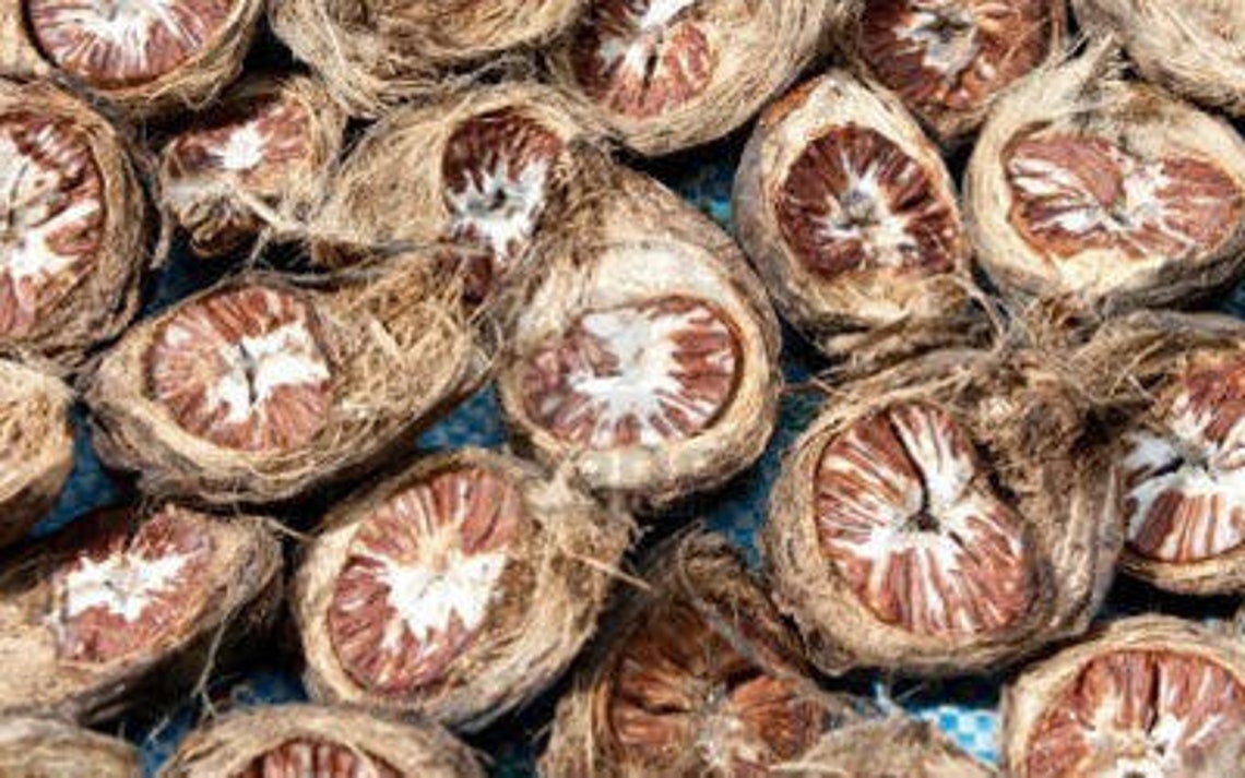 Dried Young Betel Nuts Areca Catechu Nut 100g FREE SHIPPING Etsy