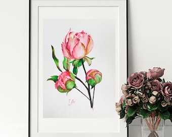 Original watercolor pink peony with buds 12x9 in. drawing botanical painting. Artwork Unopened Peony Flower