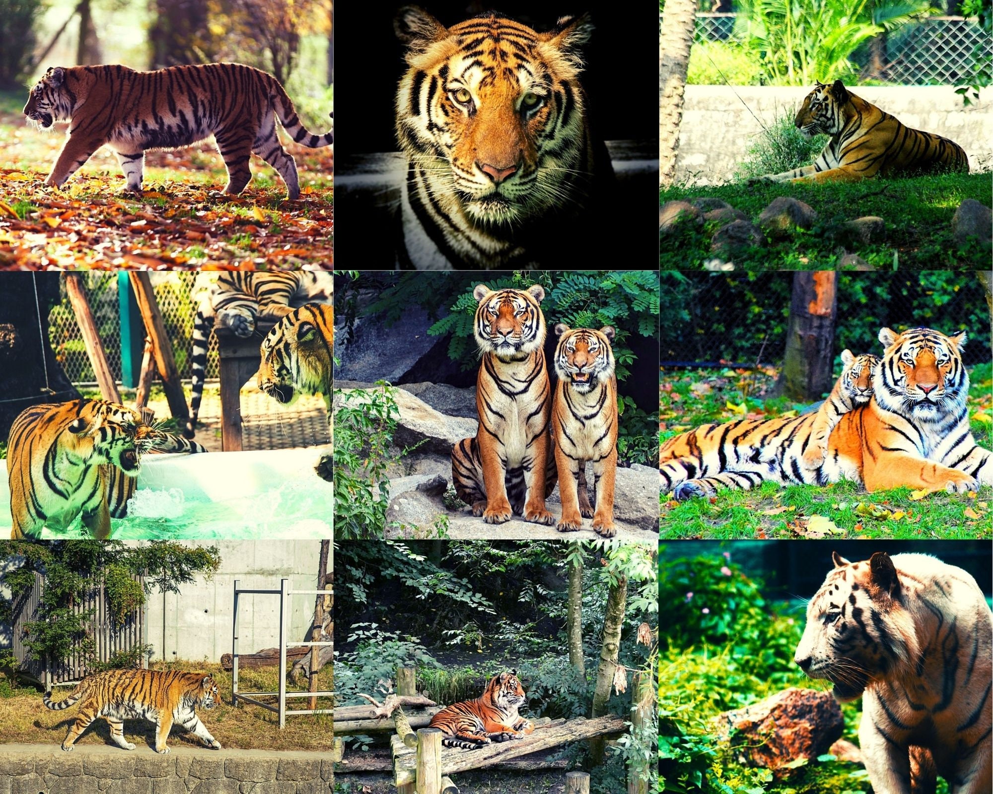 Collage Art Set – Tiger Tribe