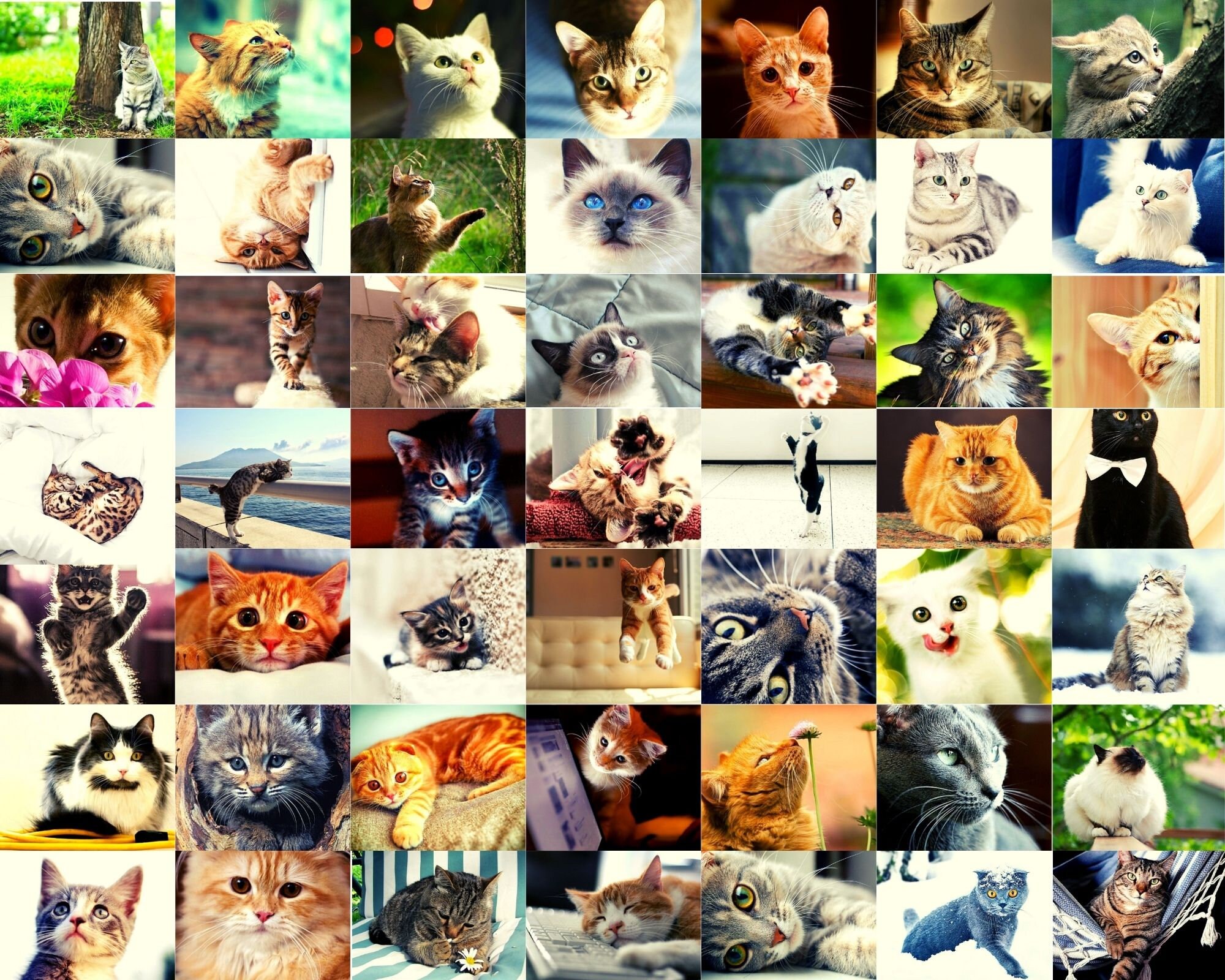 Animal Photo Collage - Etsy Animal Photo Collage - Etsy