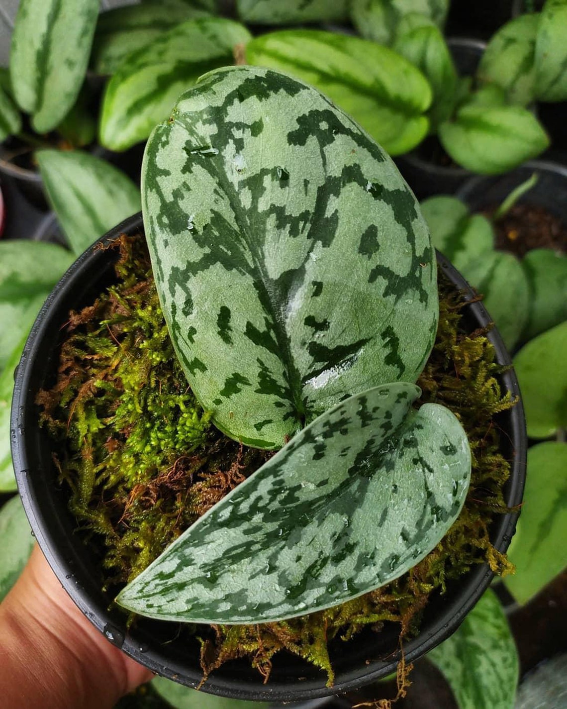 Wholesale 10x Scindapsus Silver Lady rare Plants FREE Etsy