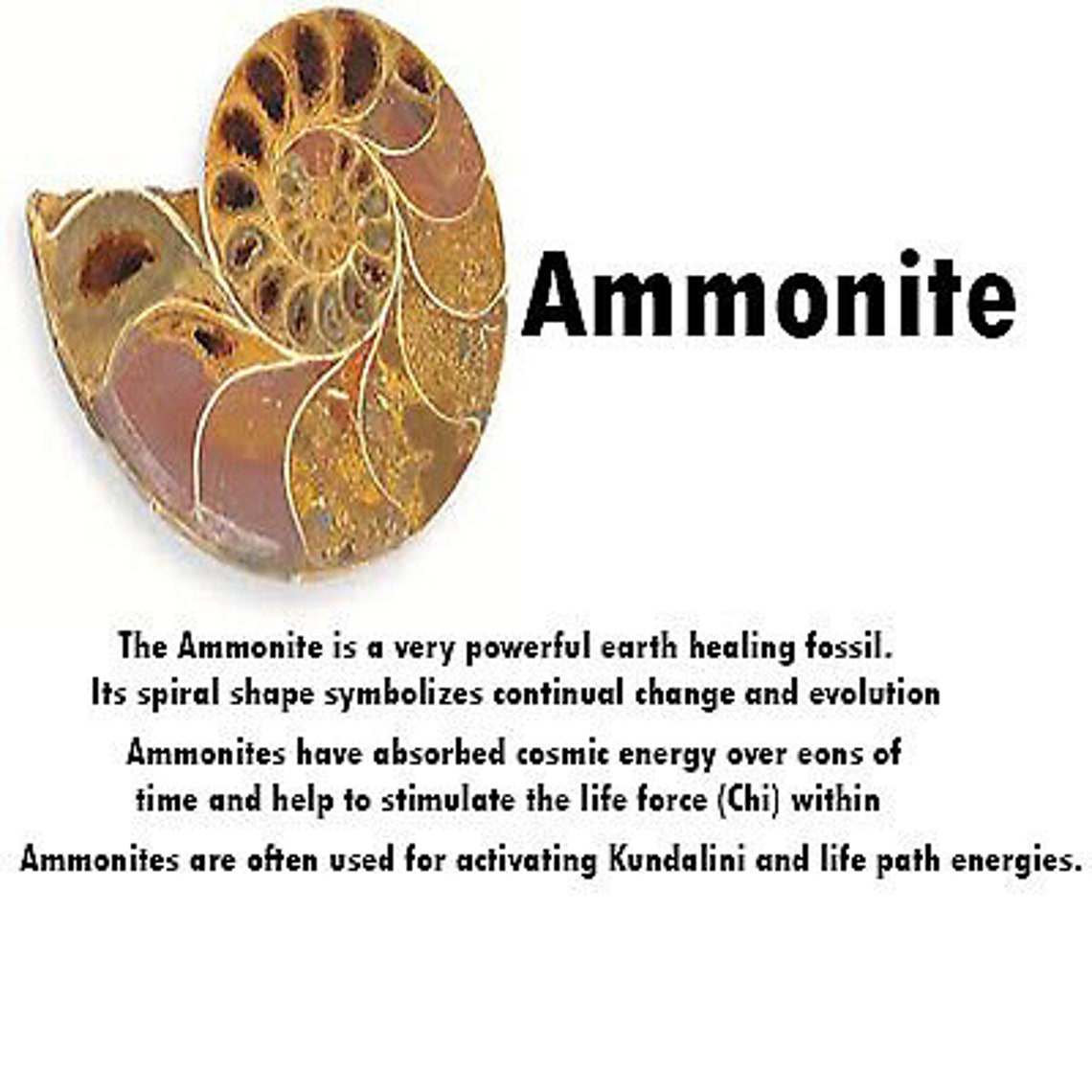 Tree of Life Ammonite Fossil Gemstone Pendant Copper Wire Etsy