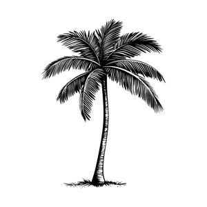 Puede incluir: Ilustración en blanco y negro de una palmera. El árbol tiene un tronco largo y texturizado y una corona de frondas detalladas. La obra de arte es una representación estilizada y detallada de una palmera tropical.