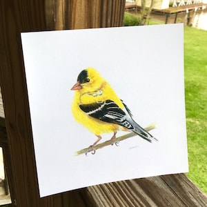American Goldfinch: Hand-embellished print by artist from my original watercolor, bird art, wall room decor