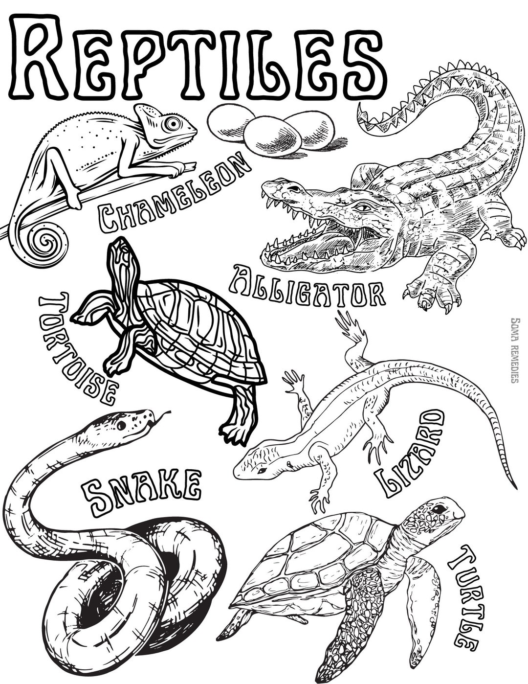 Reptiles Coloring Page, Animal Coloring Page, Science Activities Etsy