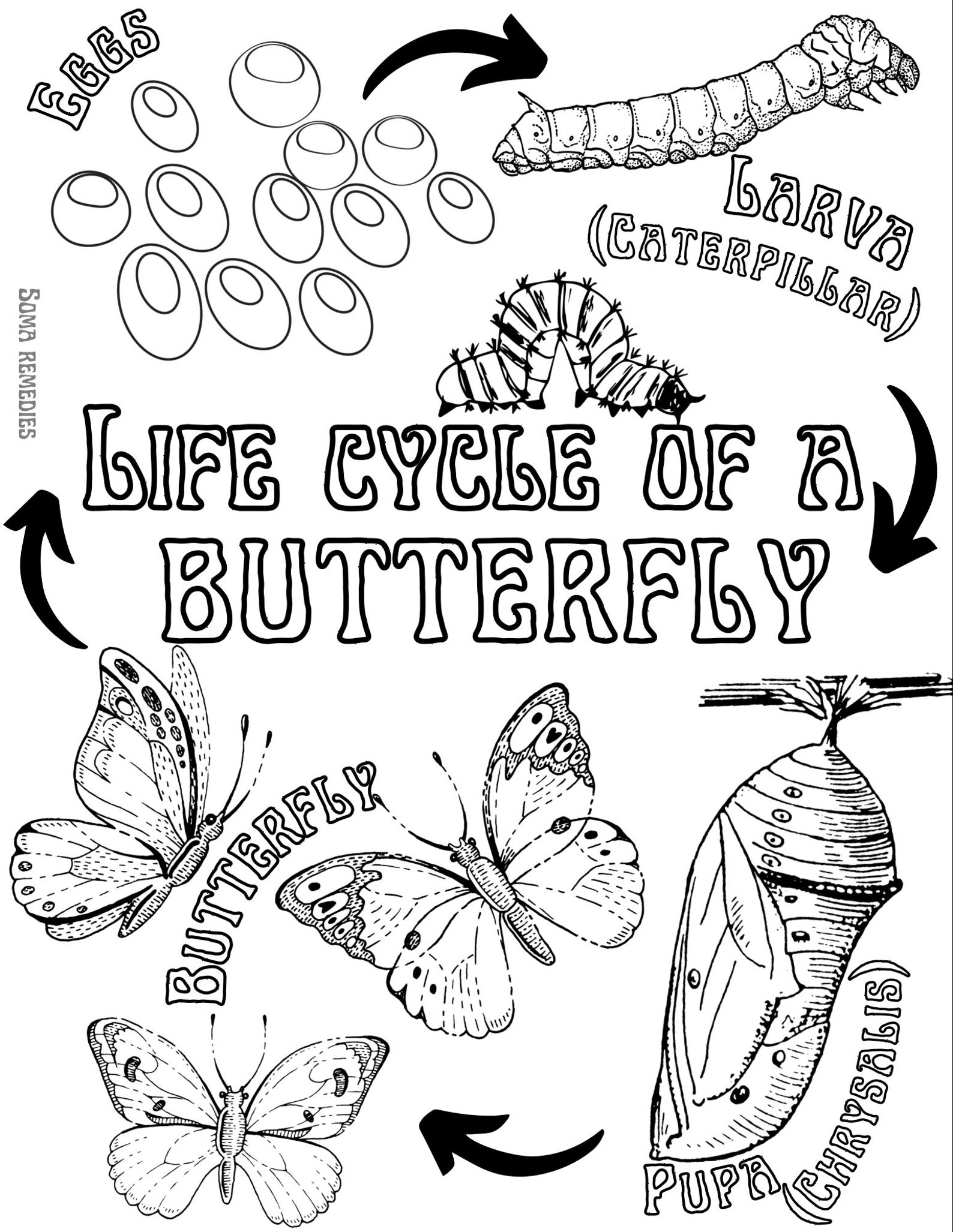 Life Cycle of a Butterfly Coloring Page, Science Coloring Page, Nature