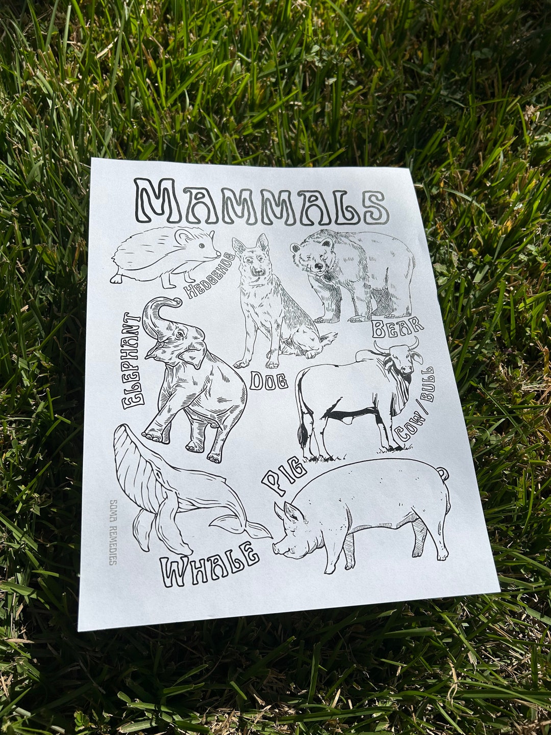 Mammals Coloring Page, Animal Coloring Page, Nature and Science