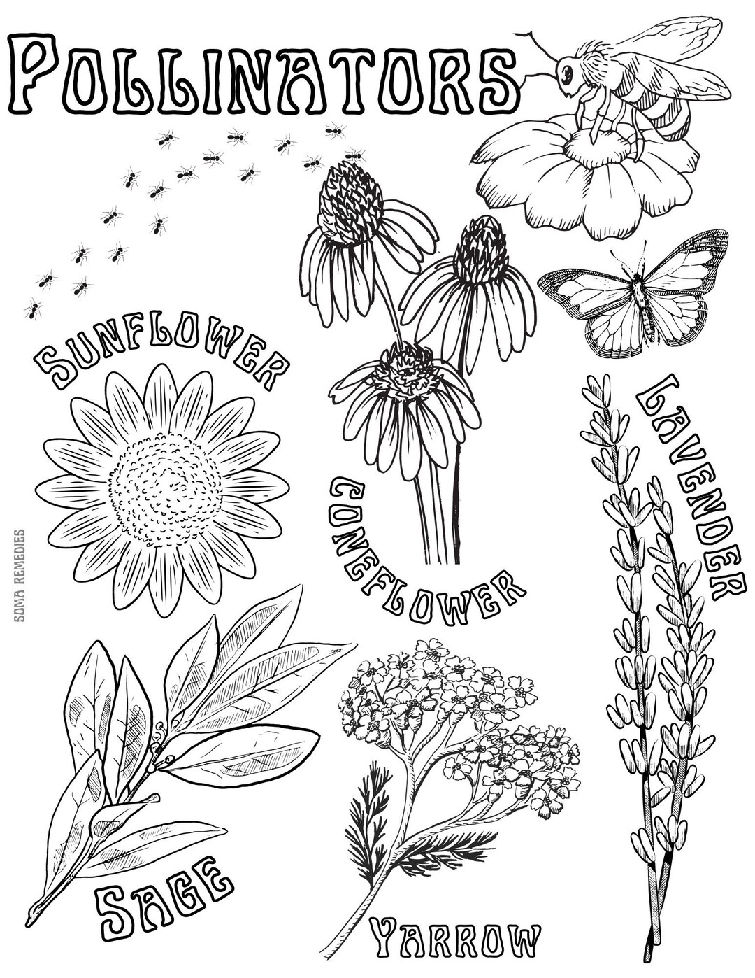 Pollinators Coloring Page Herb Plant Coloring Page Etsy Pollinators Coloring Page Herb Plant Coloring Page Etsy