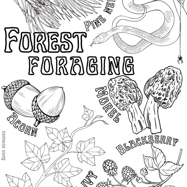 Forest Foraging Coloring Page, Foraging and Gardening Coloring Page, Herbalism Coloring Page, Mushroom Coloring Page