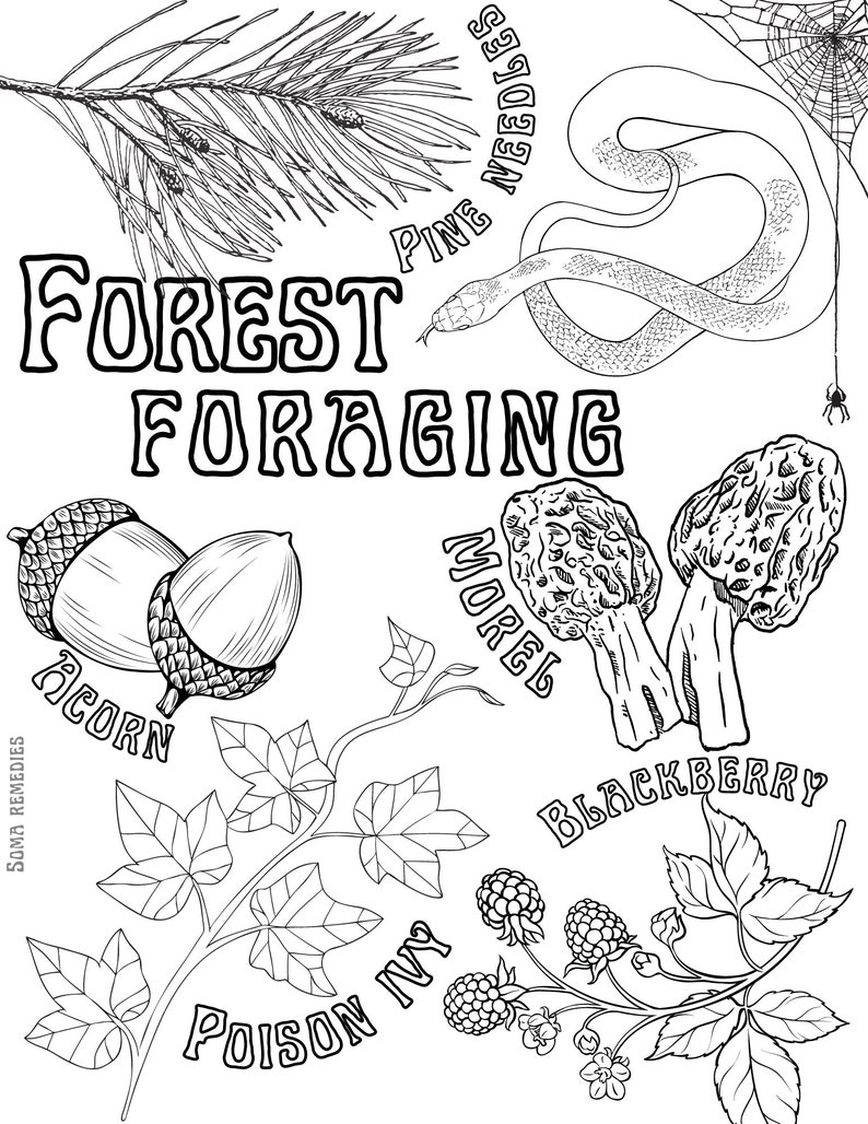 Forest Foraging Coloring Page, Foraging and Gardening Coloring Page ...