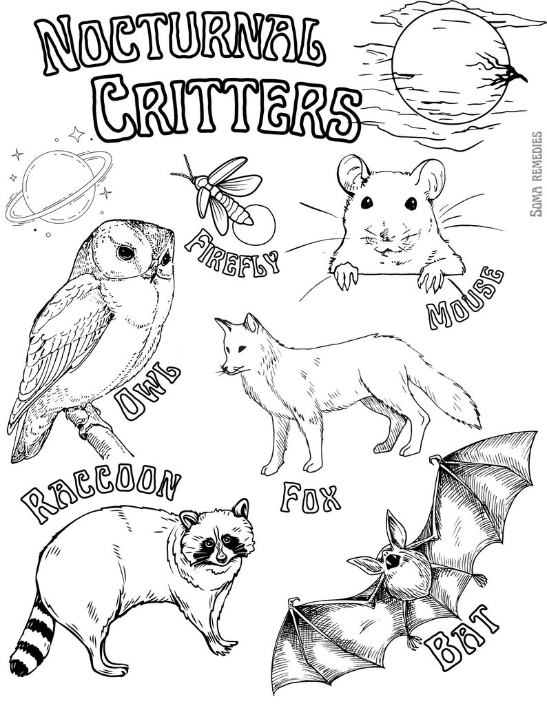 Nocturnal Critters Coloring Page, Animal and Plant Coloring Page