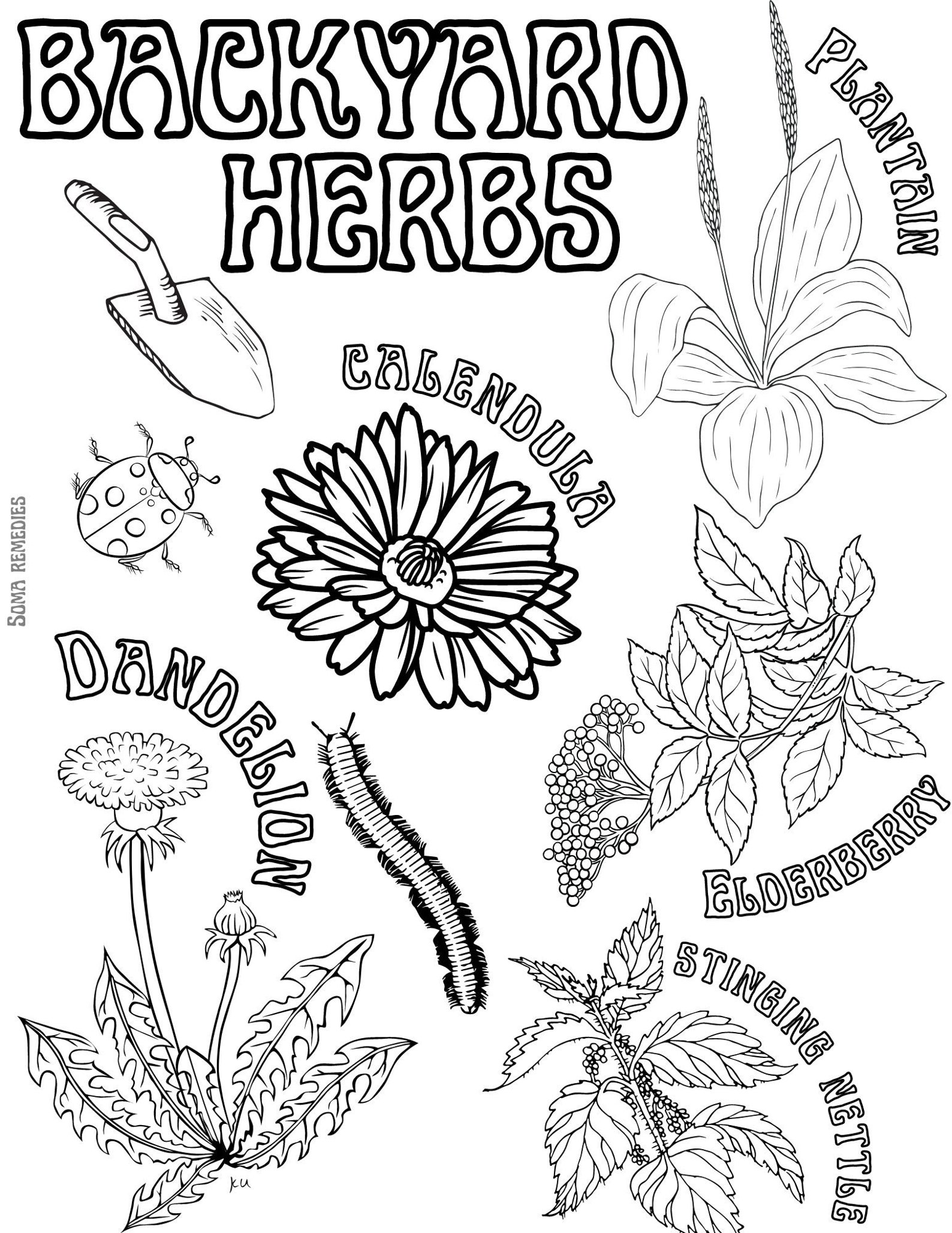 Backyard Herbs Coloring Page, Herbalism Coloring Page, Homeschooling ...