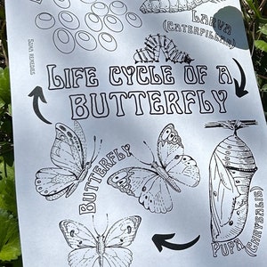 Life Cycle of a Butterfly Coloring Page, Science Coloring Page, Nature