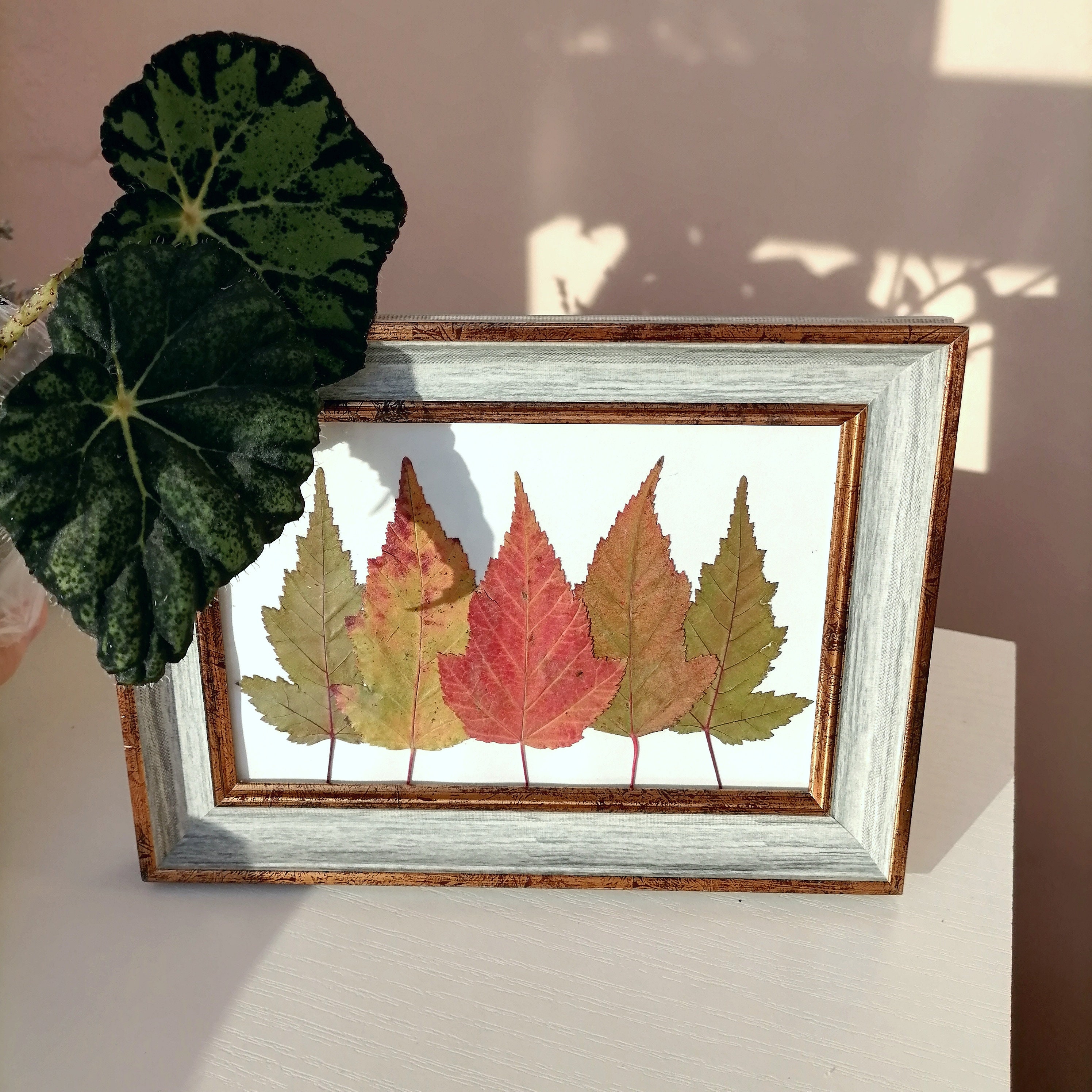 Original Herbarium Pressed Leaf Art Natural Artwork Dried Leaf Etsy
