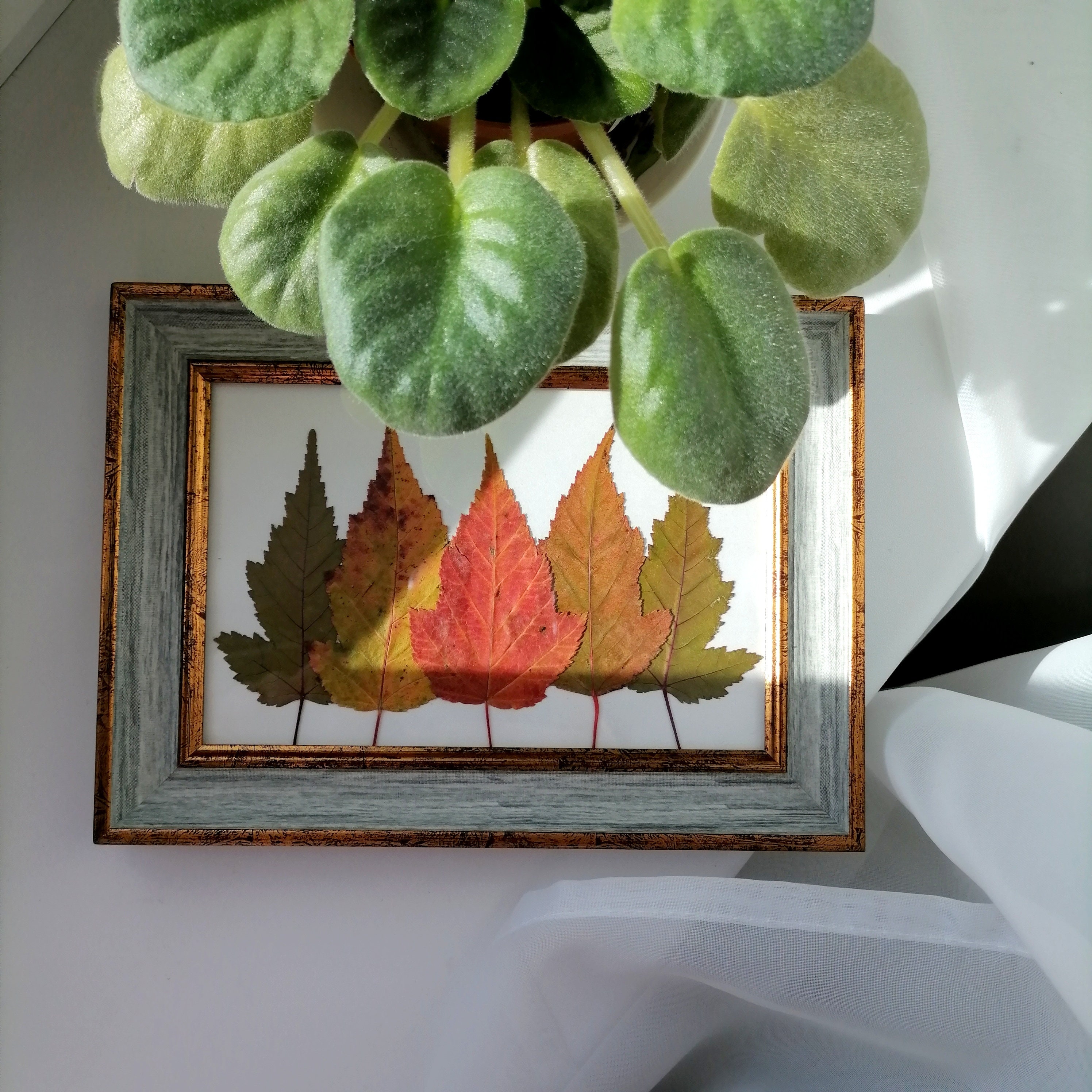 Original Herbarium Pressed Leaf Art Natural Artwork Dried Leaf Etsy