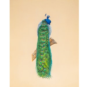 Hand painted Peacock painting, Artistic Gift for all Occasions, Made in India, wall decor, beautiful bird, peacock, Home Decor, wall art