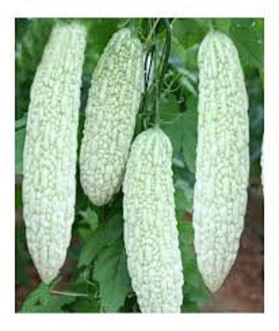 karela wives made belle