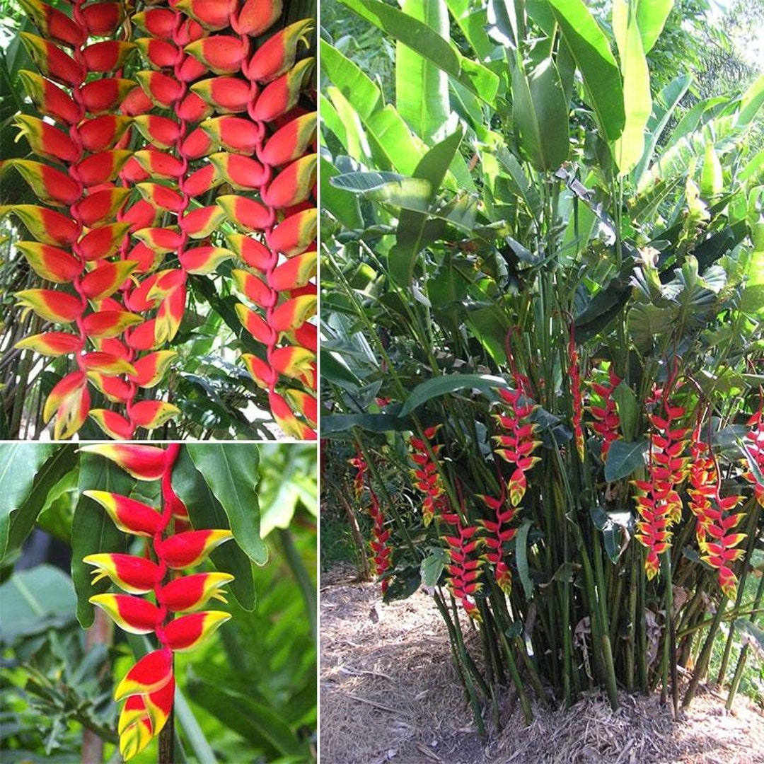 Heliconia Rostrata the Hanging Lobster Claw or False Bird of Etsy UK