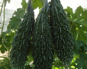 Karela Powder Etsy New Zealand