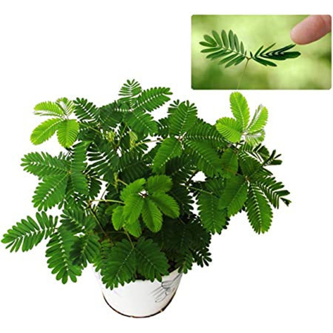 Sensitive Plant Mimosa Pudica Evergreen Herbaceous Subshrub Etsy