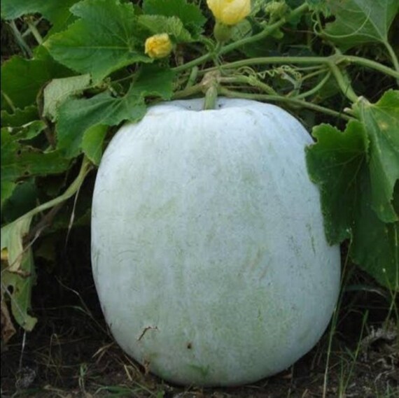 Pack of 20 Winter melon wax gourd Chinese watermelon Seeds Vegetables/Fruits