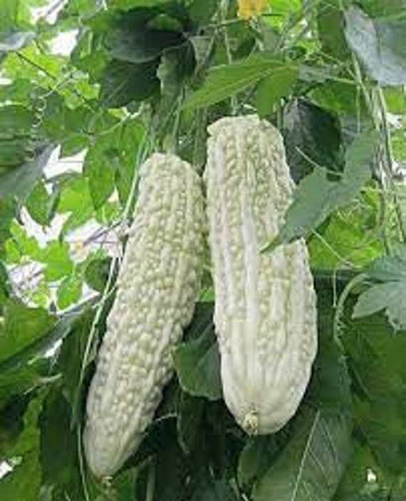 karela wives japan tather