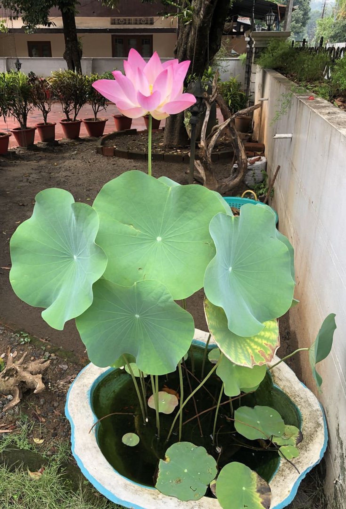 Bonsai Lotus Water Lily Flower Finest Viable Mixed Colors Etsy