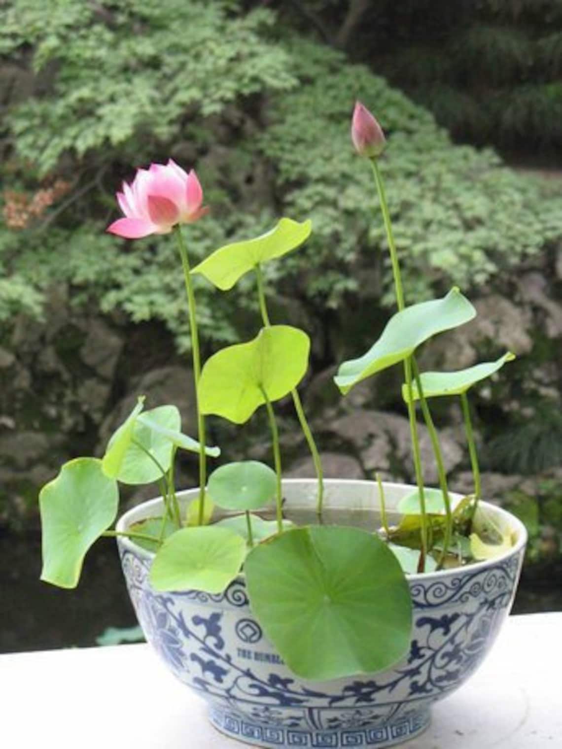 Bonsai Lotus Water Lily Flower Finest Viable Mixed Colors Etsy