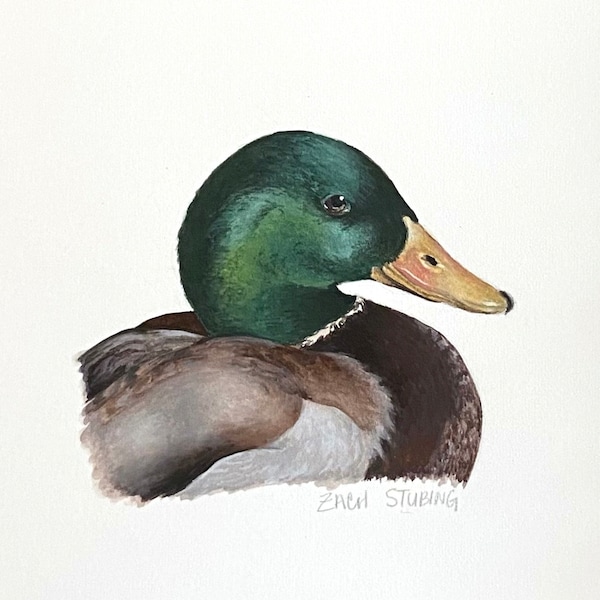 Mallard Duck Original Gouache Painting - Bird Illustration