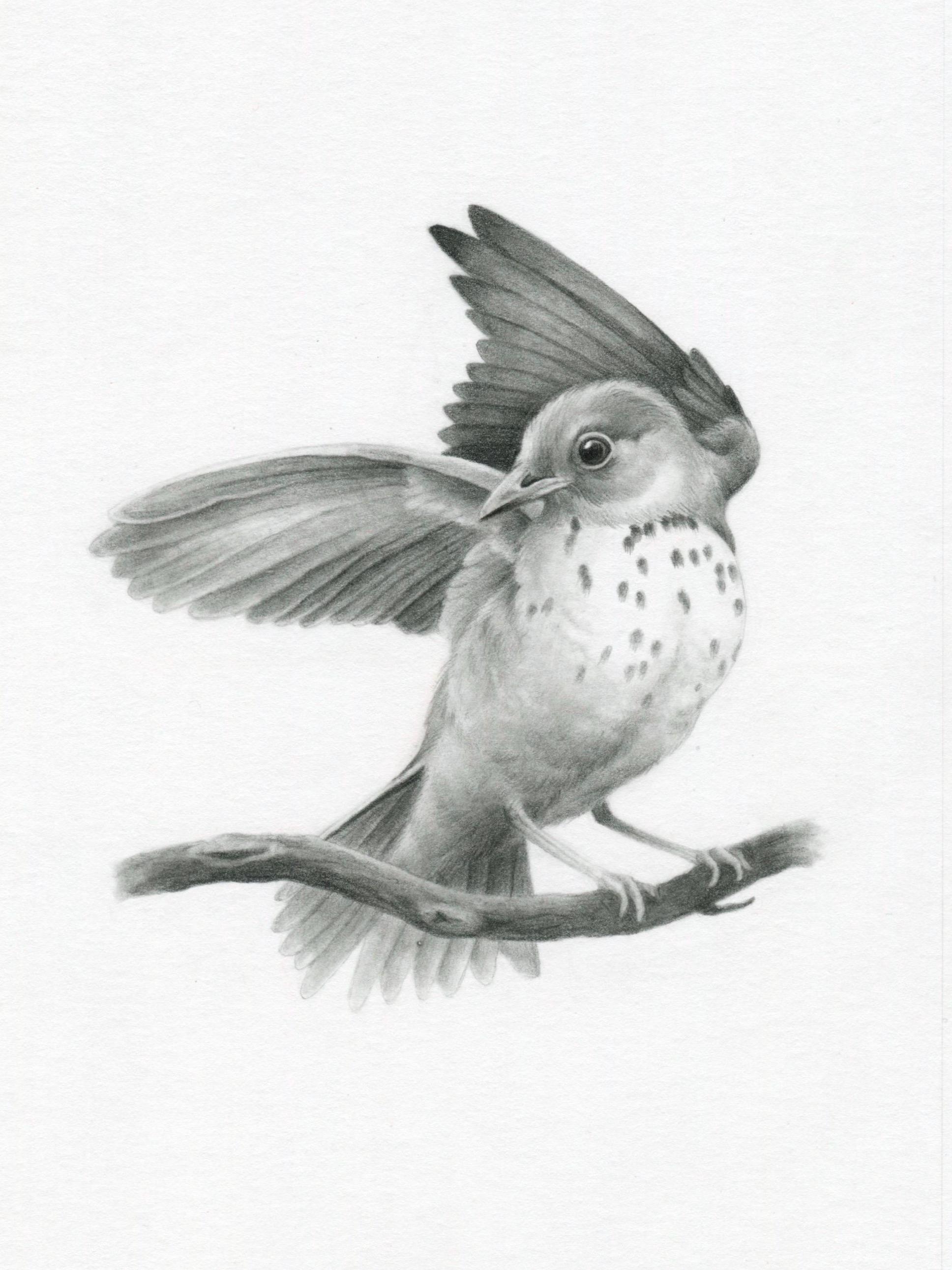 Hermit Thrush Original Graphite Drawing - Bird Pencil Sketch