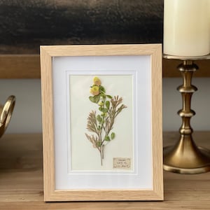 Framed Herbarium Hand Pressed Prints Eco-Friendly Botanical Wall Art Unique Nature-Inspired Decor Handcrafted Print Vintage Botanical Art