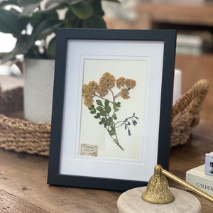 Framed Herbarium Hand Pressed Prints Eco-Friendly Botanical Wall Art Unique Nature-Inspired Decor Handcrafted Print Vintage Botanical Art