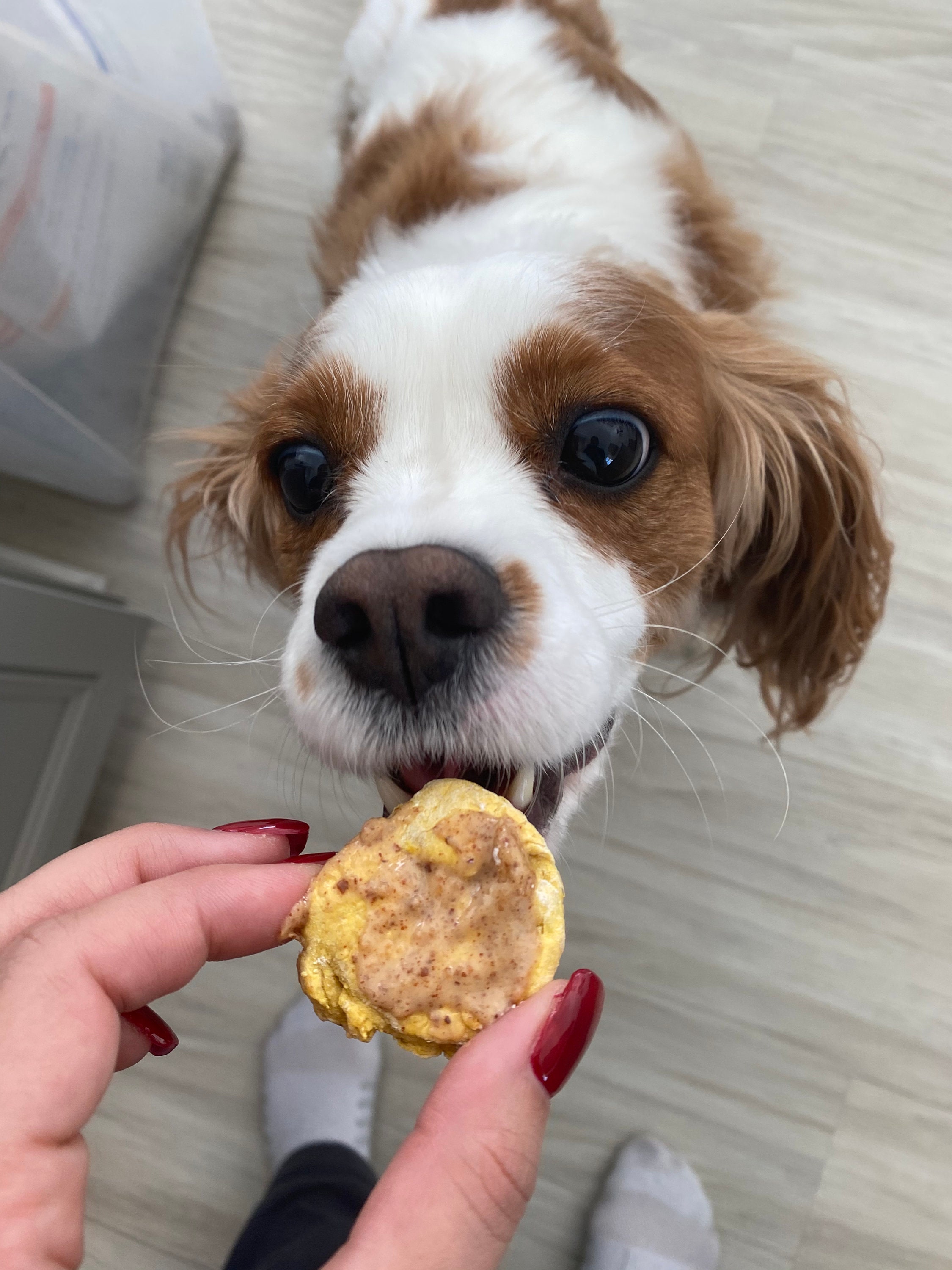 Two extra large dog treats all natural ingredients and human Etsy