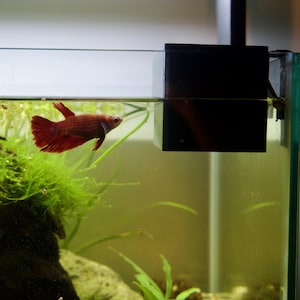 Könnte beinhalten: Ein leuchtend roter Kampffisch schwimmt in einem Glasaquarium neben einem schwarzen rechteckigen Filter. Das Becken enthält grüne Wasserpflanzen, einen dunklen Stein und hellen Bodengrund. Eine helle Leuchte ist über dem Wasser montiert.
