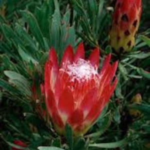 Semillas de flores Protea Repens Red Sugarbush